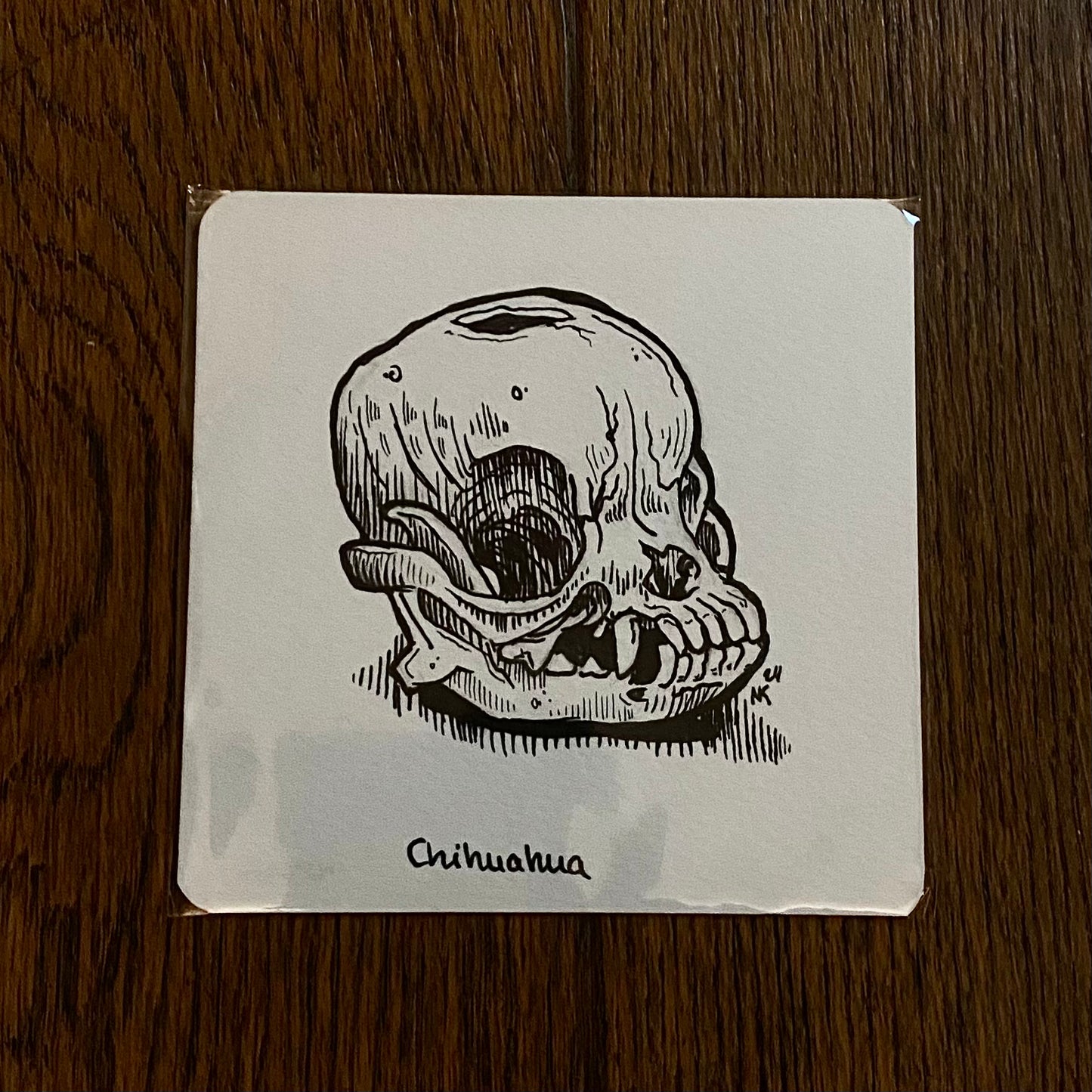 Skull Sketch